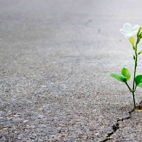White flower growing out of a fissure in a cement lot