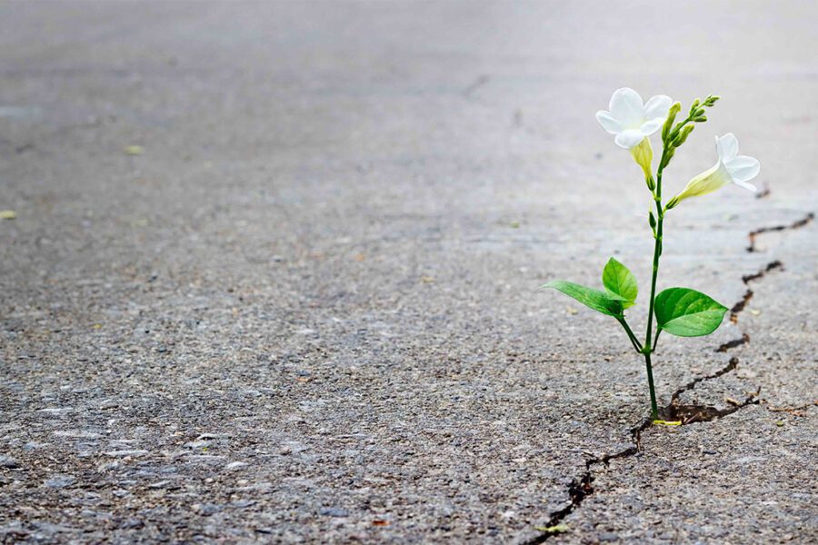 White flower growing out of a fissure in a cement lot