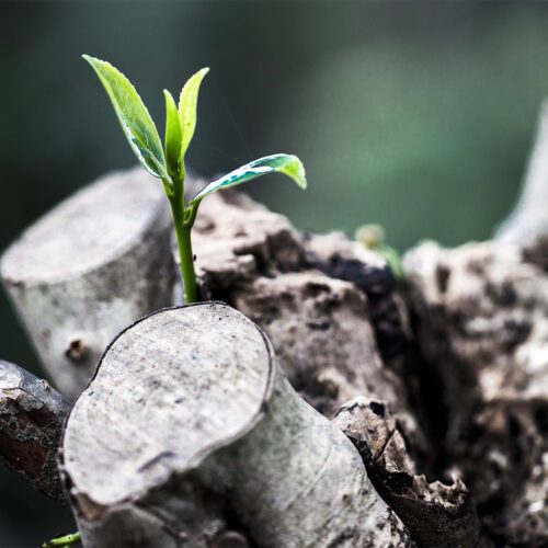 Green sprout growing from a pruned tree