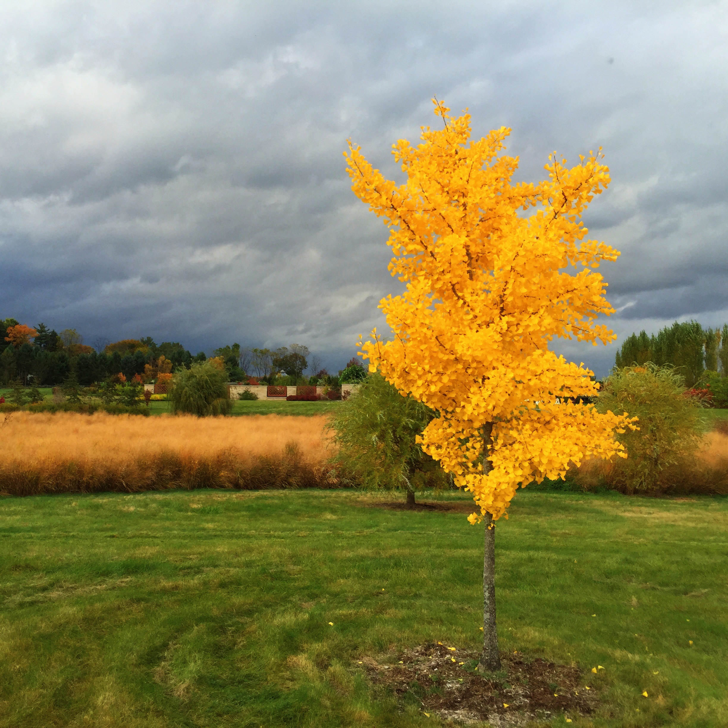 Oct-2873652014-Yellow-Tree