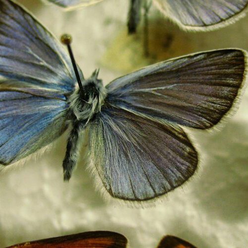Pinned Butterfly