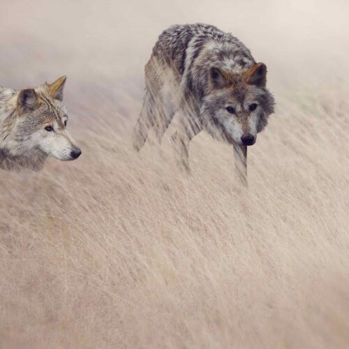 Two wolves in tall grass