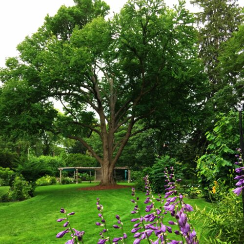 Green grass leading up to the beautiful Katsura Tree in the Beal Botanical Garden. There are purple flowers in the foreground on the right.