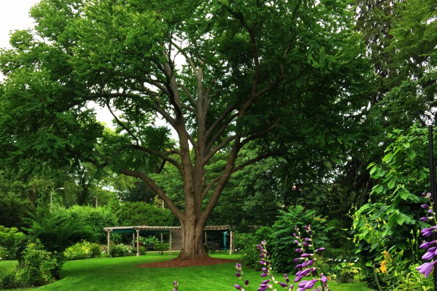 Green grass leading up to the beautiful Katsura Tree in the Beal Botanical Garden. There are purple flowers in the foreground on the right.