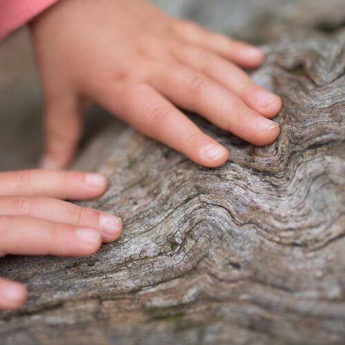 A child's hands touching tree bark