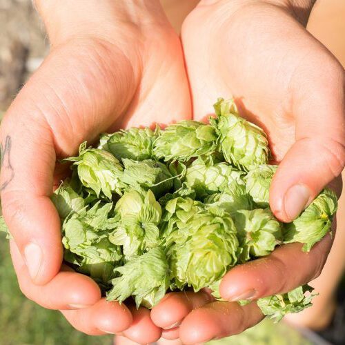 Young hands holding hops