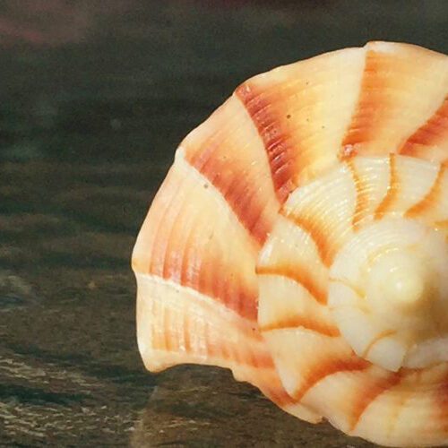 sea shell