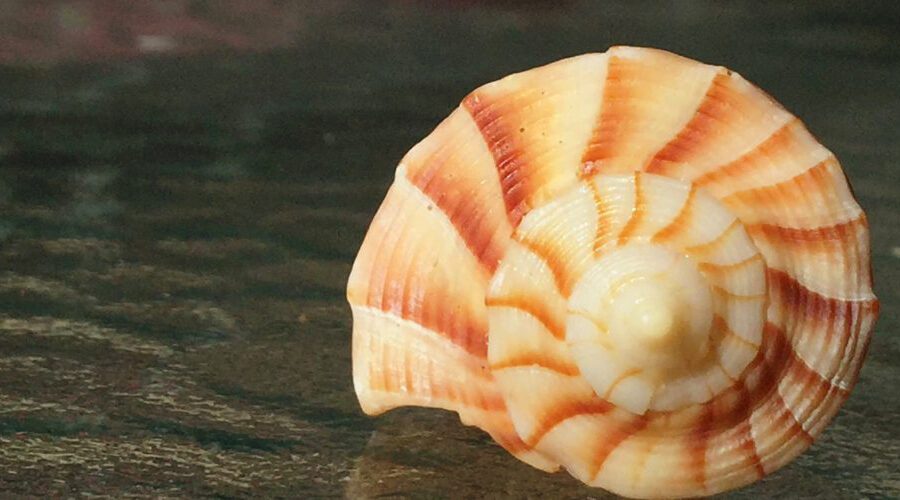 sea shell