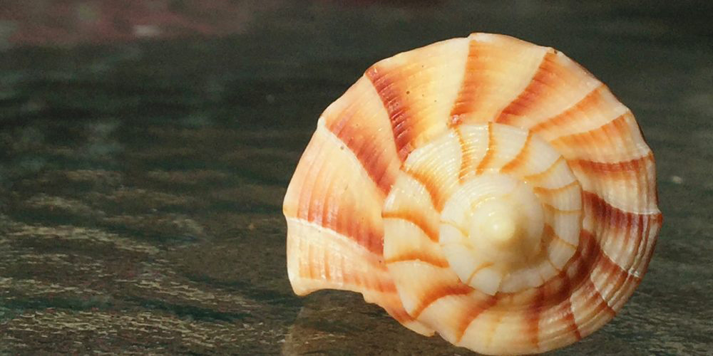 sea shell