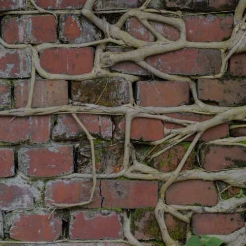 Roots growing in a brick wall