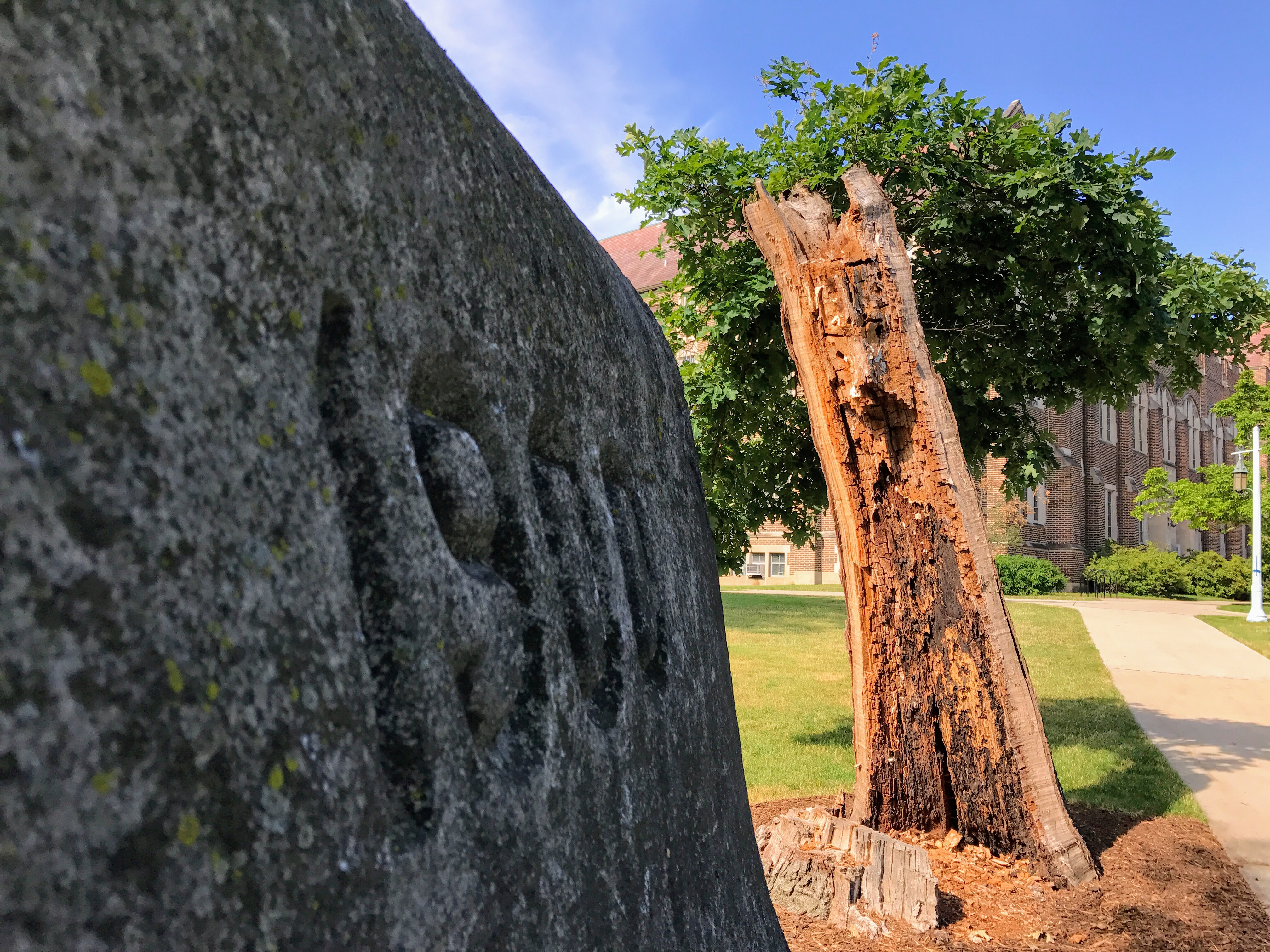 To the Class of 2021: Be Resilient, Like a Tree