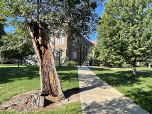 Resilient Tree with the MSU Museum in the background and students back on campus during the pandemic