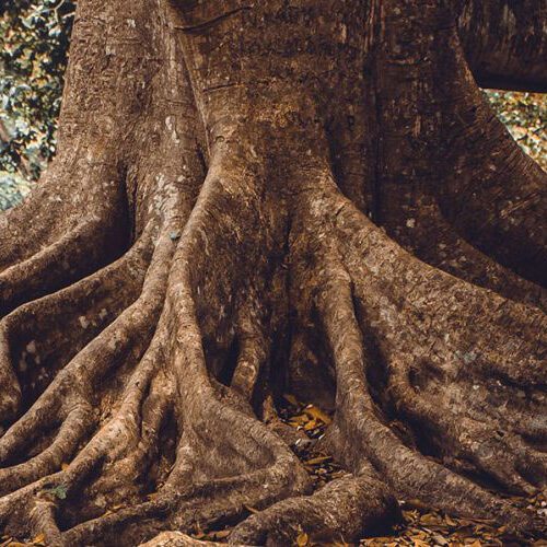 Tree Roots