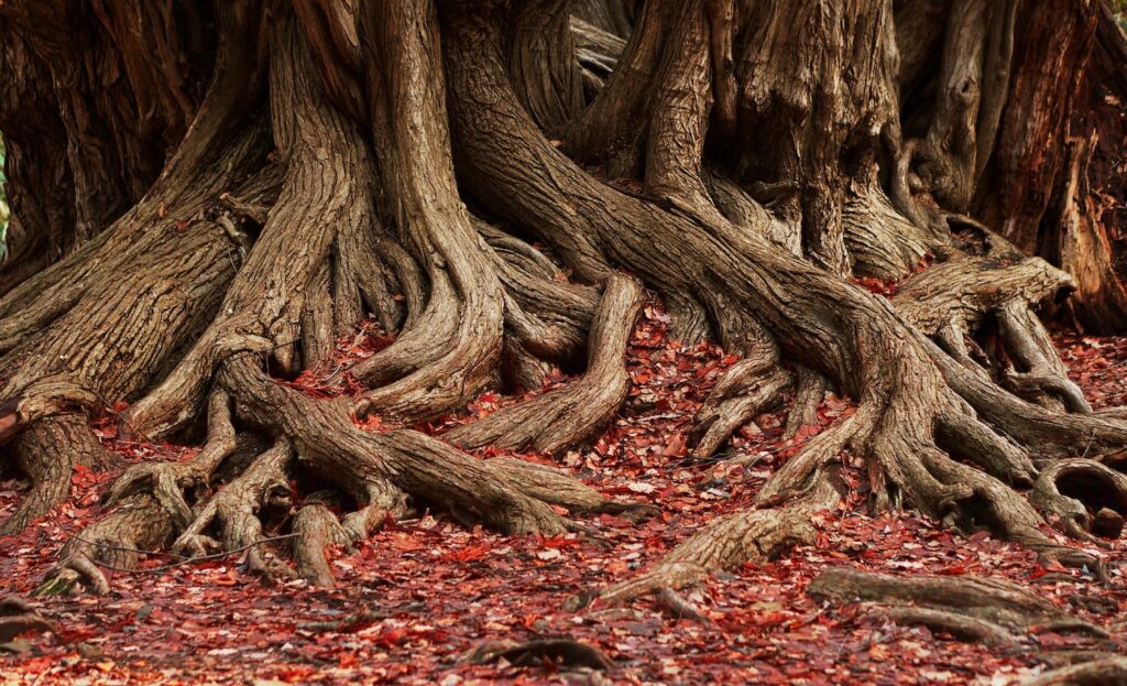 The entangled roots of a large tree with red leaves on the ground. The roots point to the web of relationships that influence authorship, shape collaboration, and enrich scholarship.