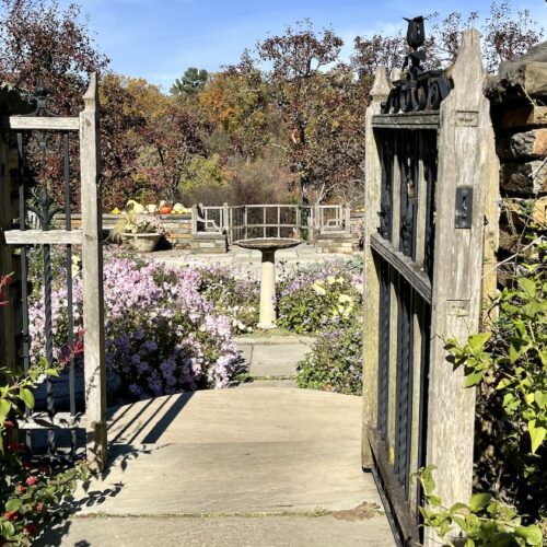 A wooden gate framed by two columns of beige brick covered by green vines with red blossoms opens onto a tiered garden with a birdbath in the center. Off in the distance beyond the garden there are trees in full autumn folliage. The path leading to the bird bath is lined with purple flowers on this sunny November day in the Dumbarton Oaks gardens.