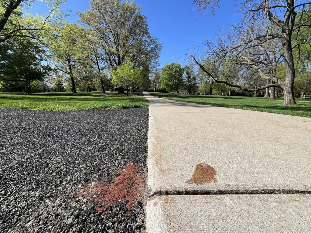 Slime mold on gravel on the left of the image and cement on the right. The sidewalk of cement runs into the center of the photo and off into the distance.