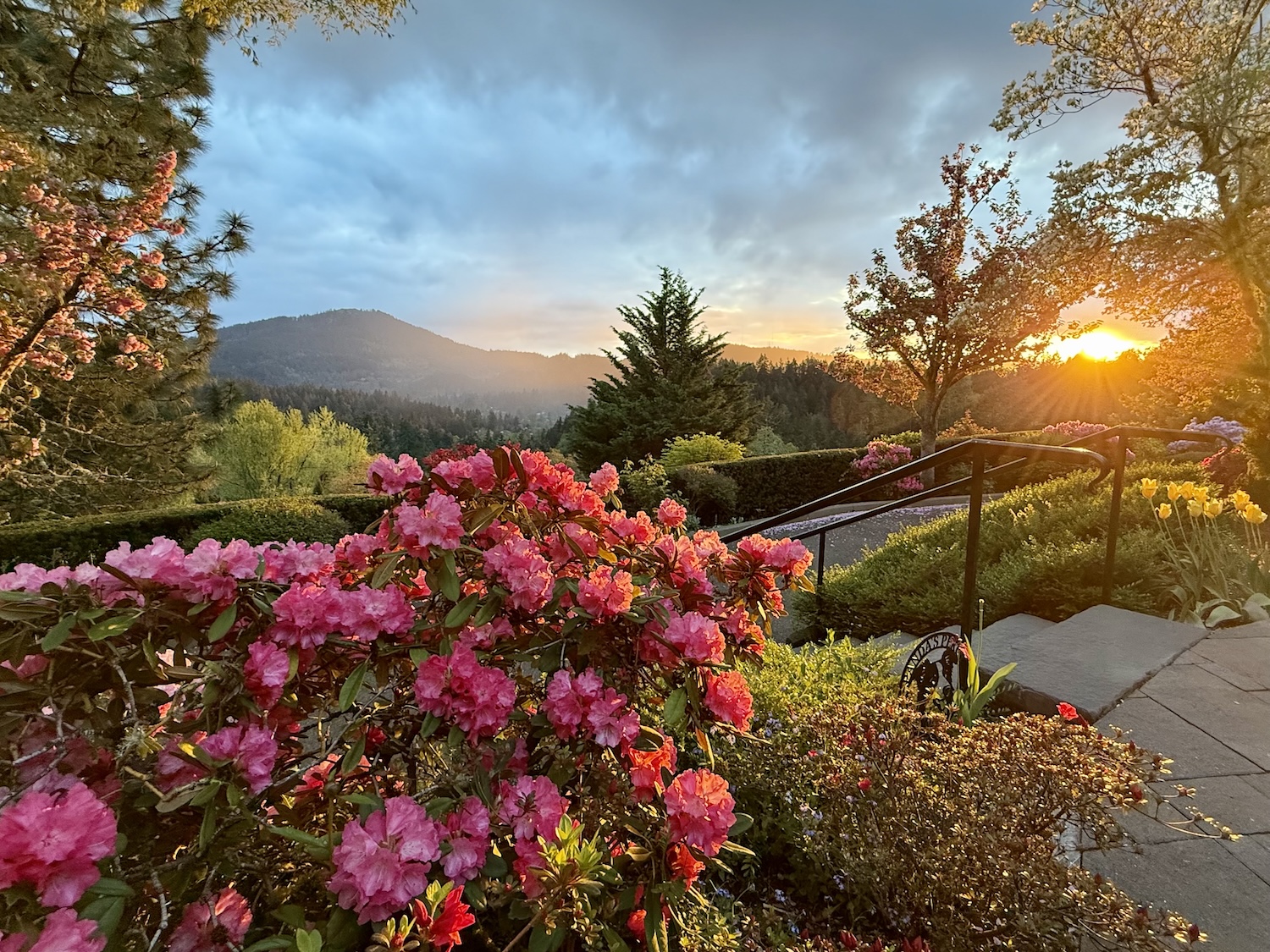 Pink flowers and green shrubs in a Eugene, Oregon garden with a mountain and trees in the background; sun setting behind the hills, casting warm light over the scene.