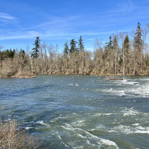 Rapids on the Willamette River fill the frame of this image, taken from the South side of the river, looking North with evergreens and blue skies and wispy clouds in the background.