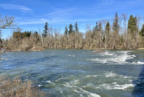 Rapids on the Willamette River fill the frame of this image, taken from the South side of the river, looking North with evergreens and blue skies and wispy clouds in the background.