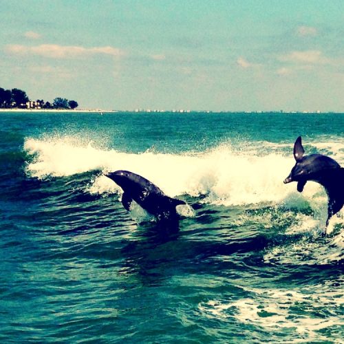Two dolphins leap out of ocean waves near the shoreline on a sunny day, with white foam trailing behind them and distant buildings visible along the coast.