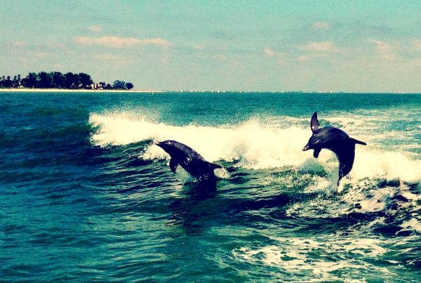 Two dolphins leap out of ocean waves near the shoreline on a sunny day, with white foam trailing behind them and distant buildings visible along the coast.