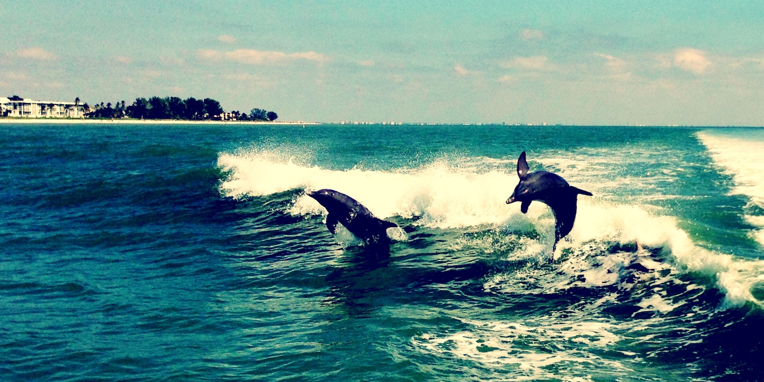 Two dolphins leap out of ocean waves near the shoreline on a sunny day, with white foam trailing behind them and distant buildings visible along the coast.