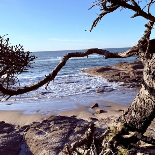 A tree branch frames a view of a sandy beach with gentle waves and rocky outcrops under a clear blue sky. The ocean stretches to the horizon in the background.