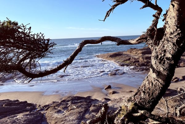 A tree branch frames a view of a sandy beach with gentle waves and rocky outcrops under a clear blue sky. The ocean stretches to the horizon in the background.