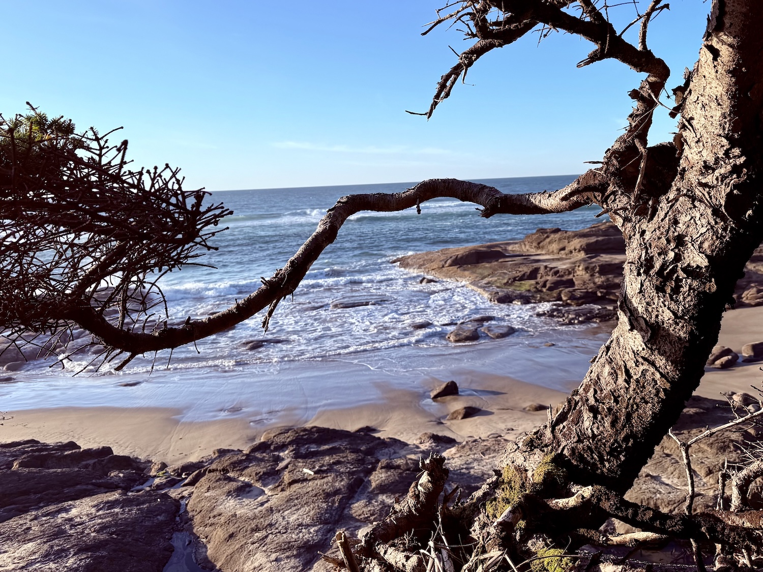 A tree branch frames a view of a sandy beach with gentle waves and rocky outcrops under a clear blue sky. The ocean stretches to the horizon in the background.